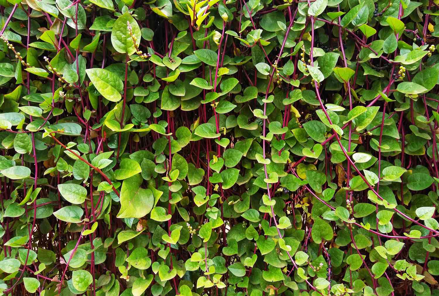 Malabar Spinach