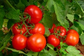 Cluster of ripe tomatoes on a vine with green foliage