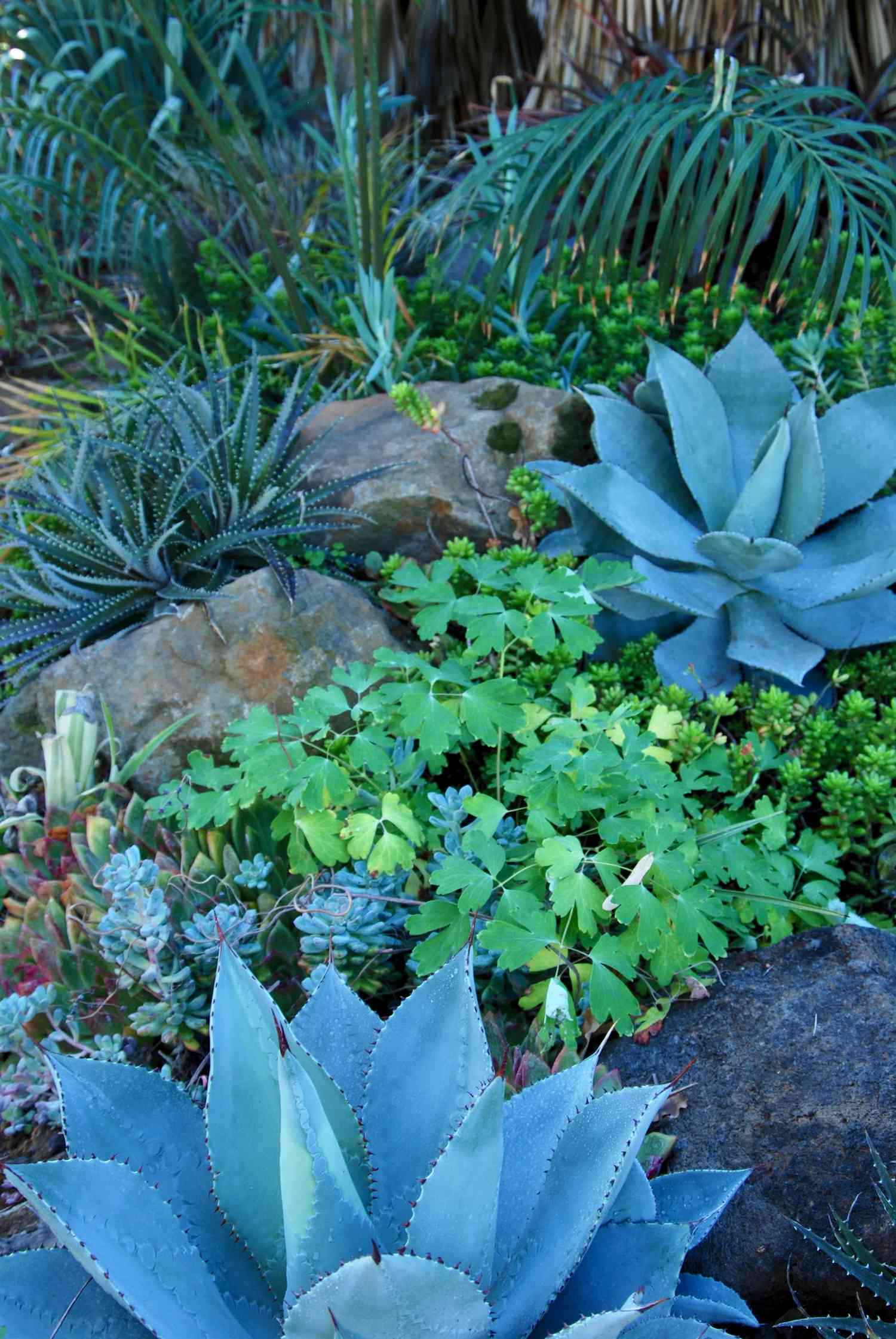Botanical Garden Succulent Feature Display With Agave, Buttercup, Sedum, and Palm