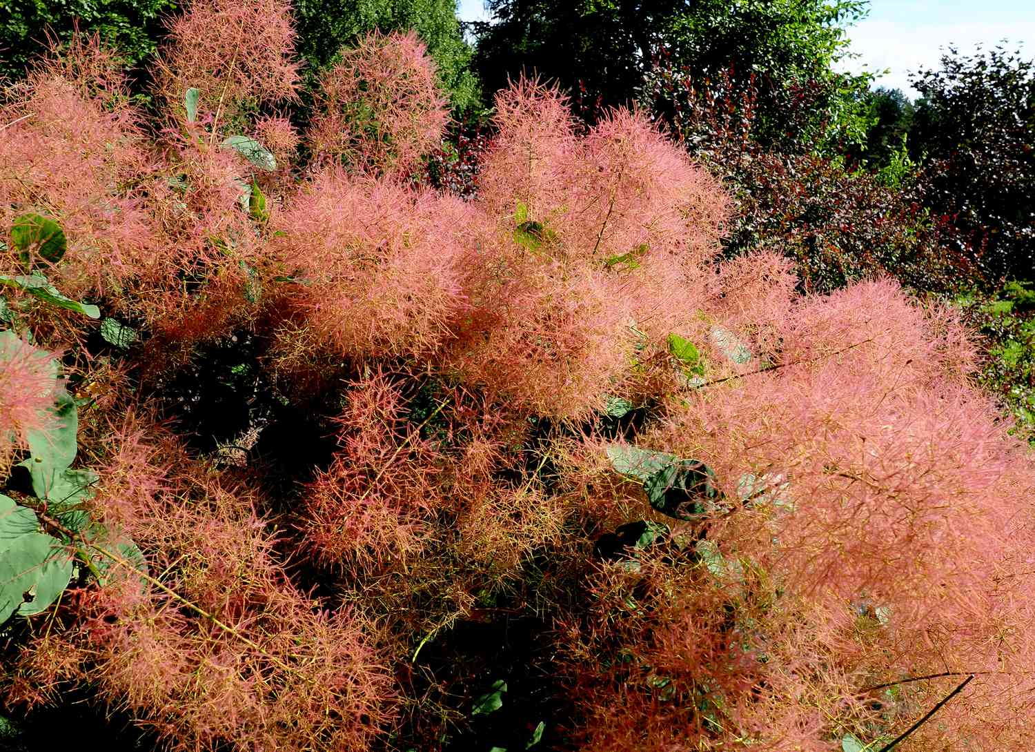 smoke bush growing in a garden