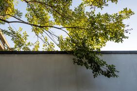 Tree branches extending over a white wall under a clear sky