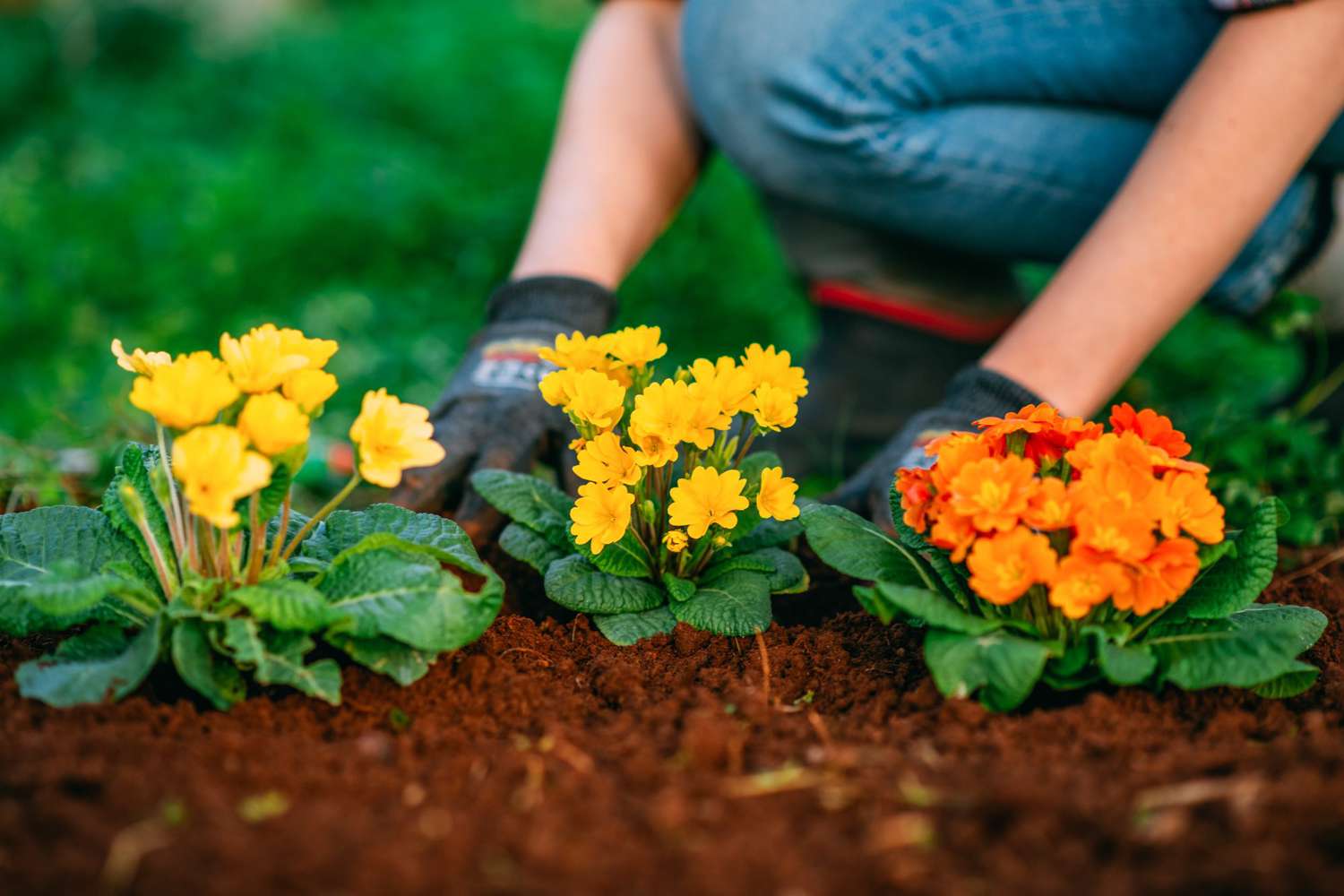 woman planting flowers