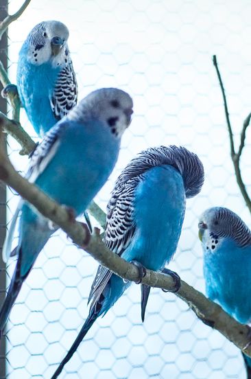 blue birds in cage