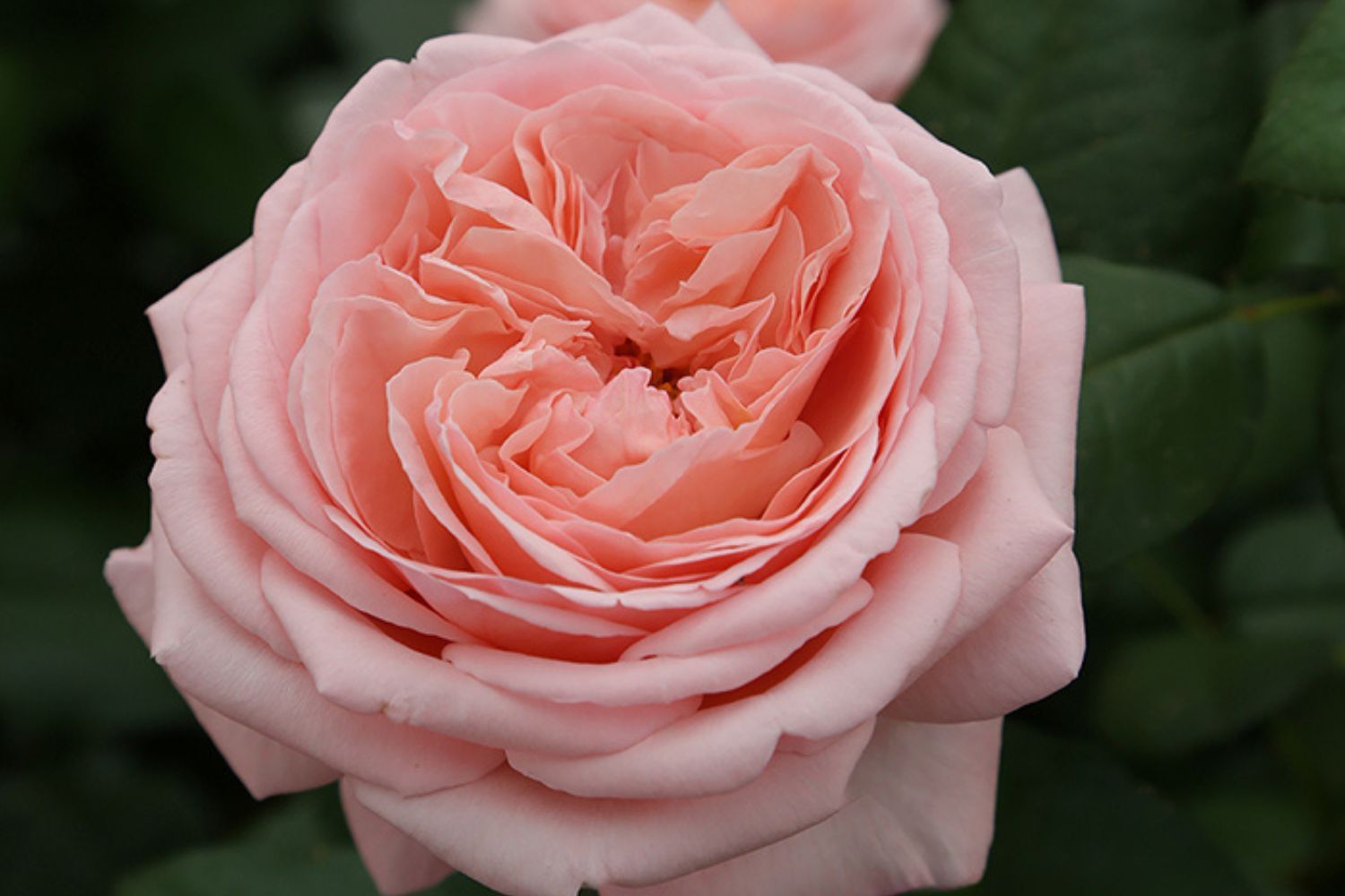 Closeup of a heritagestyle rose in full bloom showcasing its intricate petal arrangement