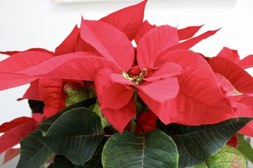 A poinsettia plant with vibrant leaves prominently featured with lush layered foliage