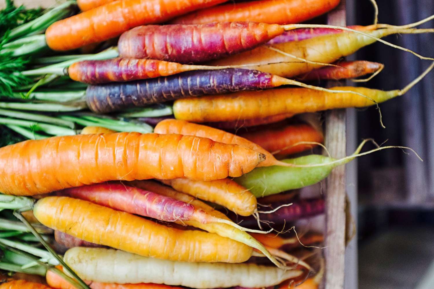 Fresh picked rainbow carrots including different coloured carrots