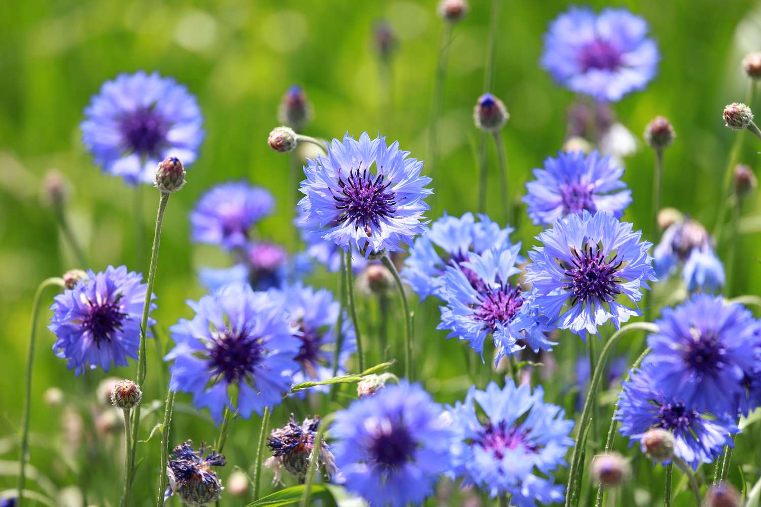 Cornflower in garden