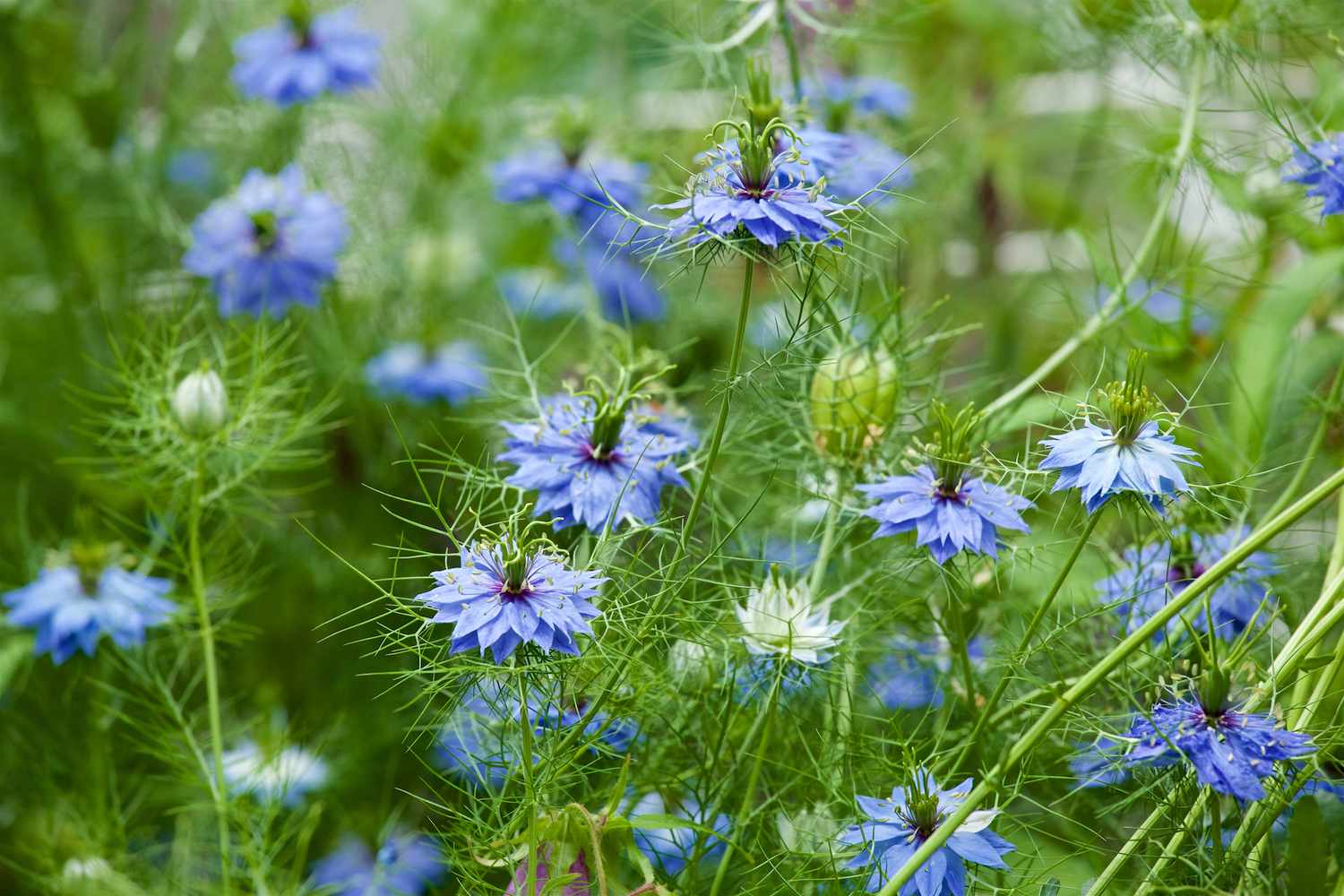 blue nigella flowers in a field