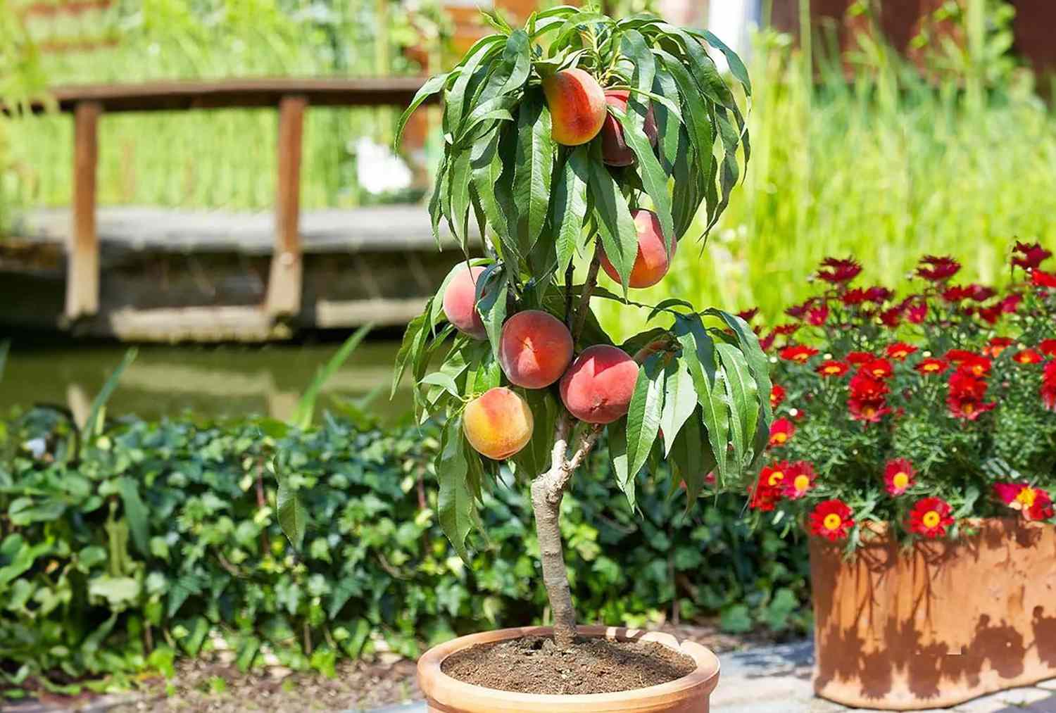 Dwarf Peach Tree