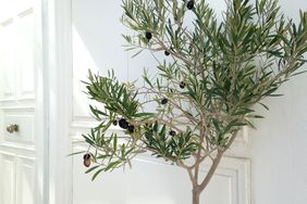 olive tree indoors white background