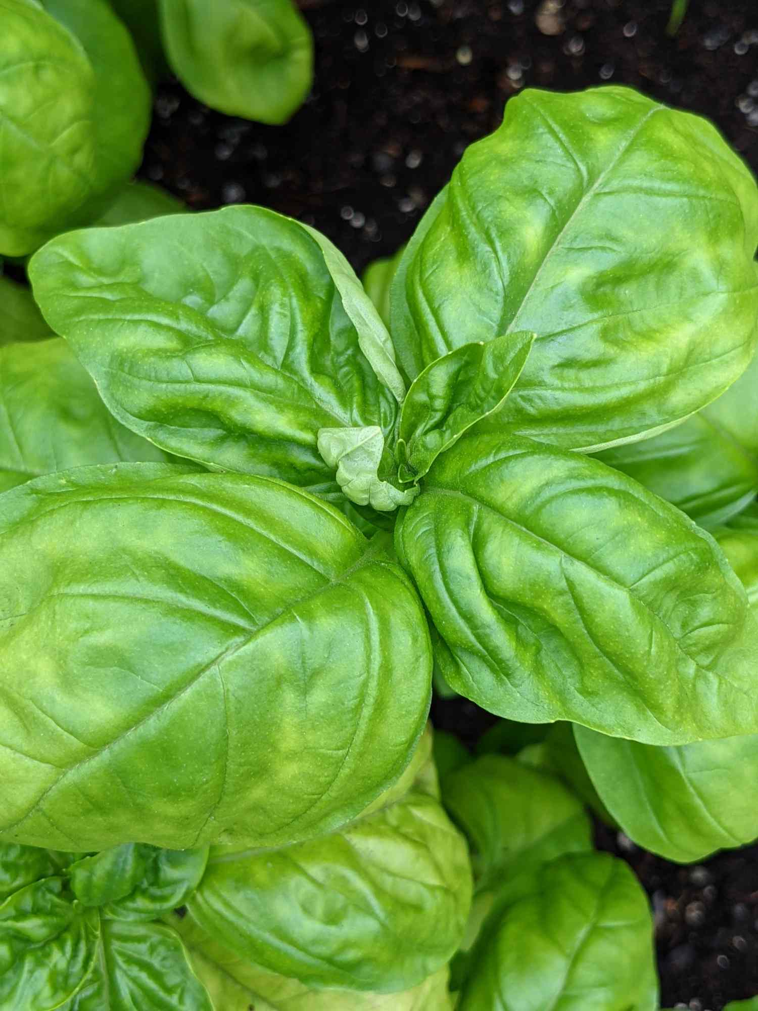 Basil