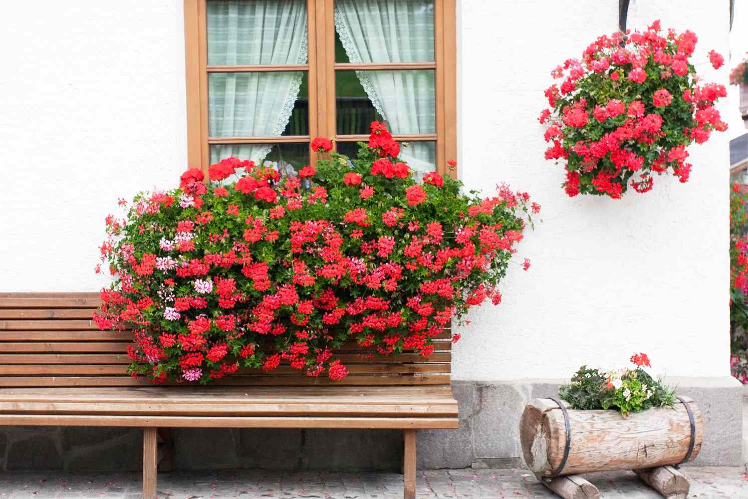 blooming geranium plants in windowbox