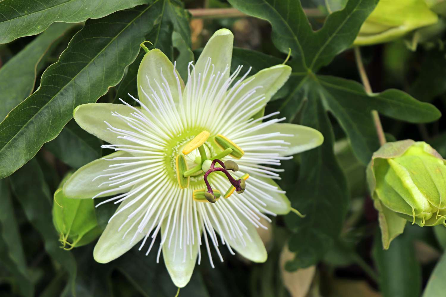 Passionflower vanilla cream