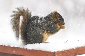 A squirrel sitting on a snowy ledge holding food in its paws