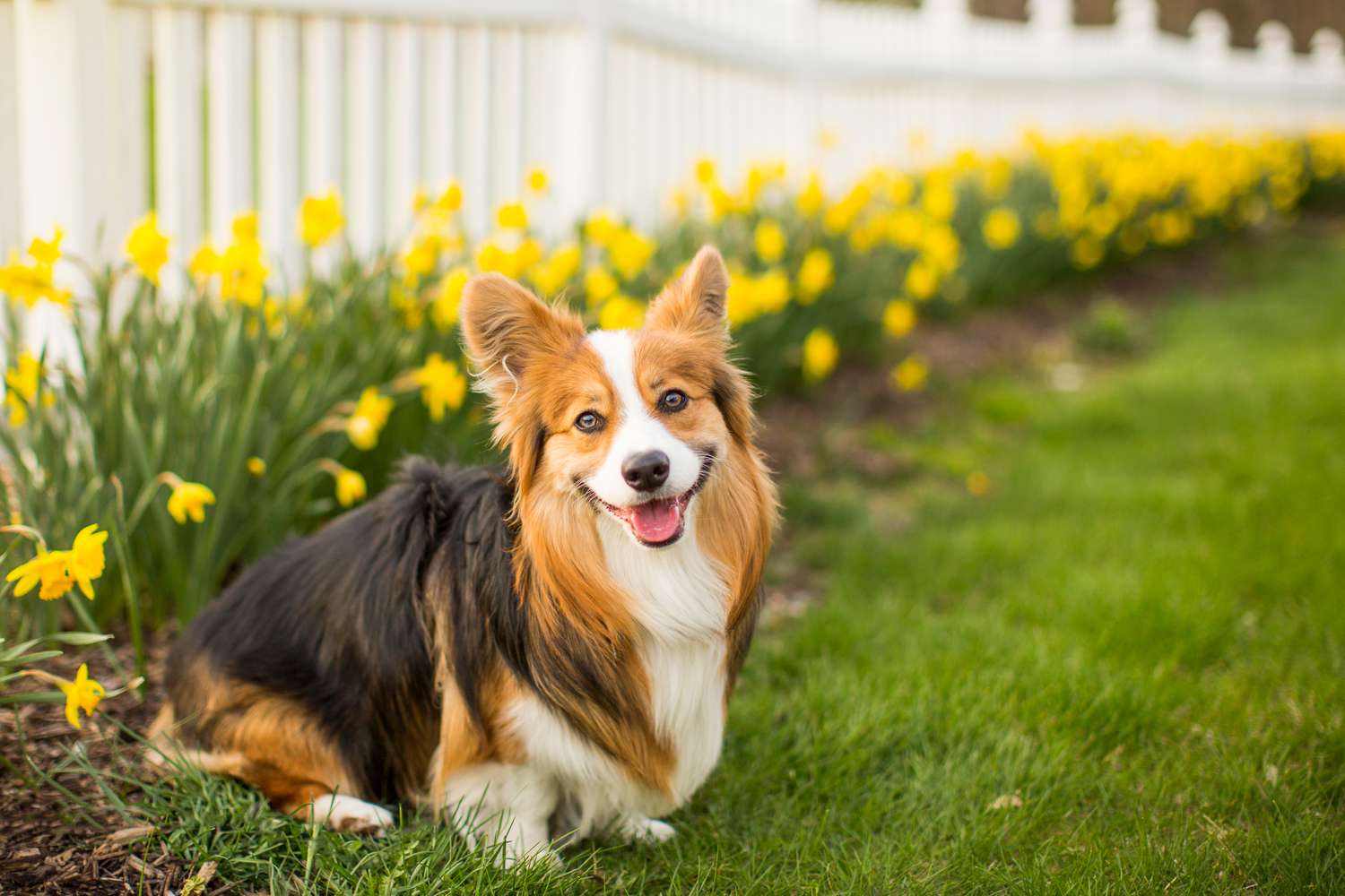 happy corgi in the yard