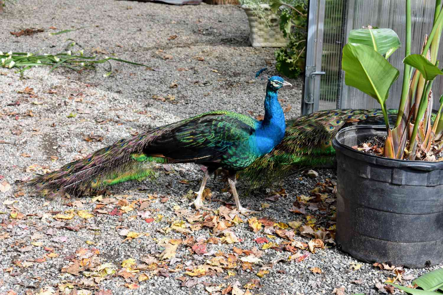 Peacock
