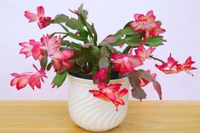 A potted flowering plant with vibrant blossoms placed on a wooden surface against a light background