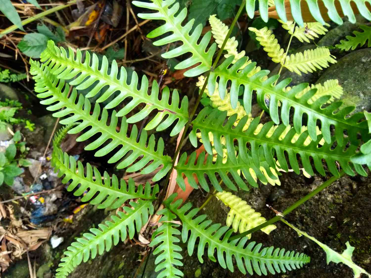 Phegopteris hexagonoptera