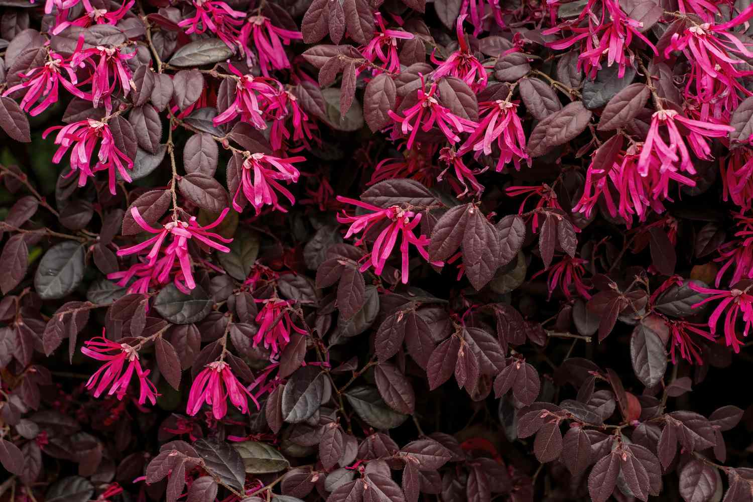 Closeup of Loropetalum