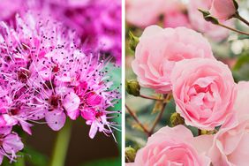 Japanese Spirea and Rose Bush