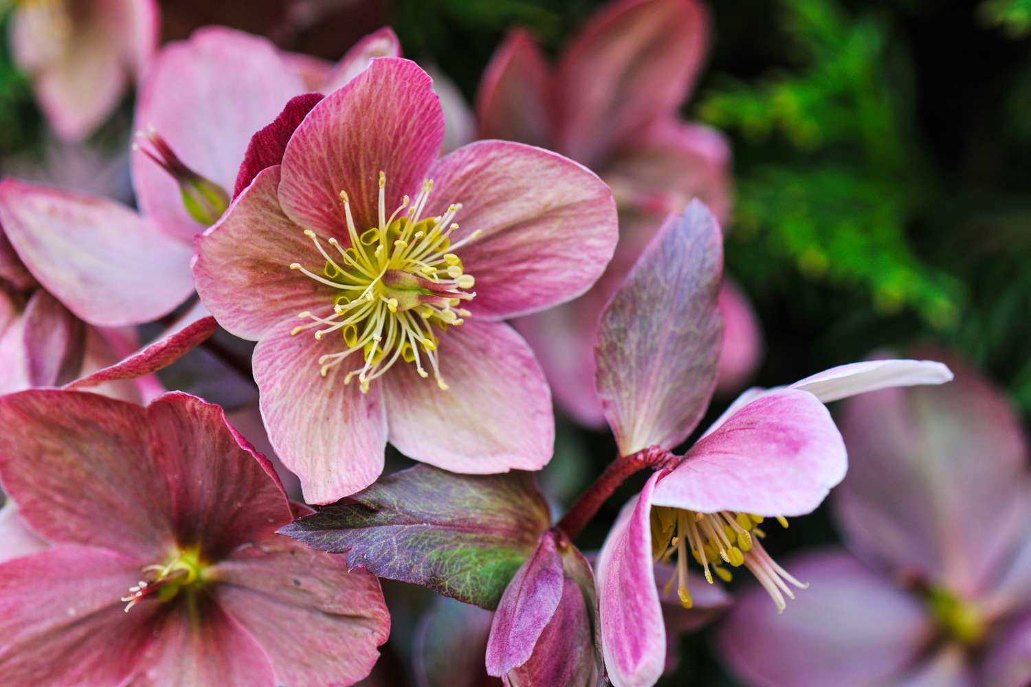 Hellebore Onyx Odyssey