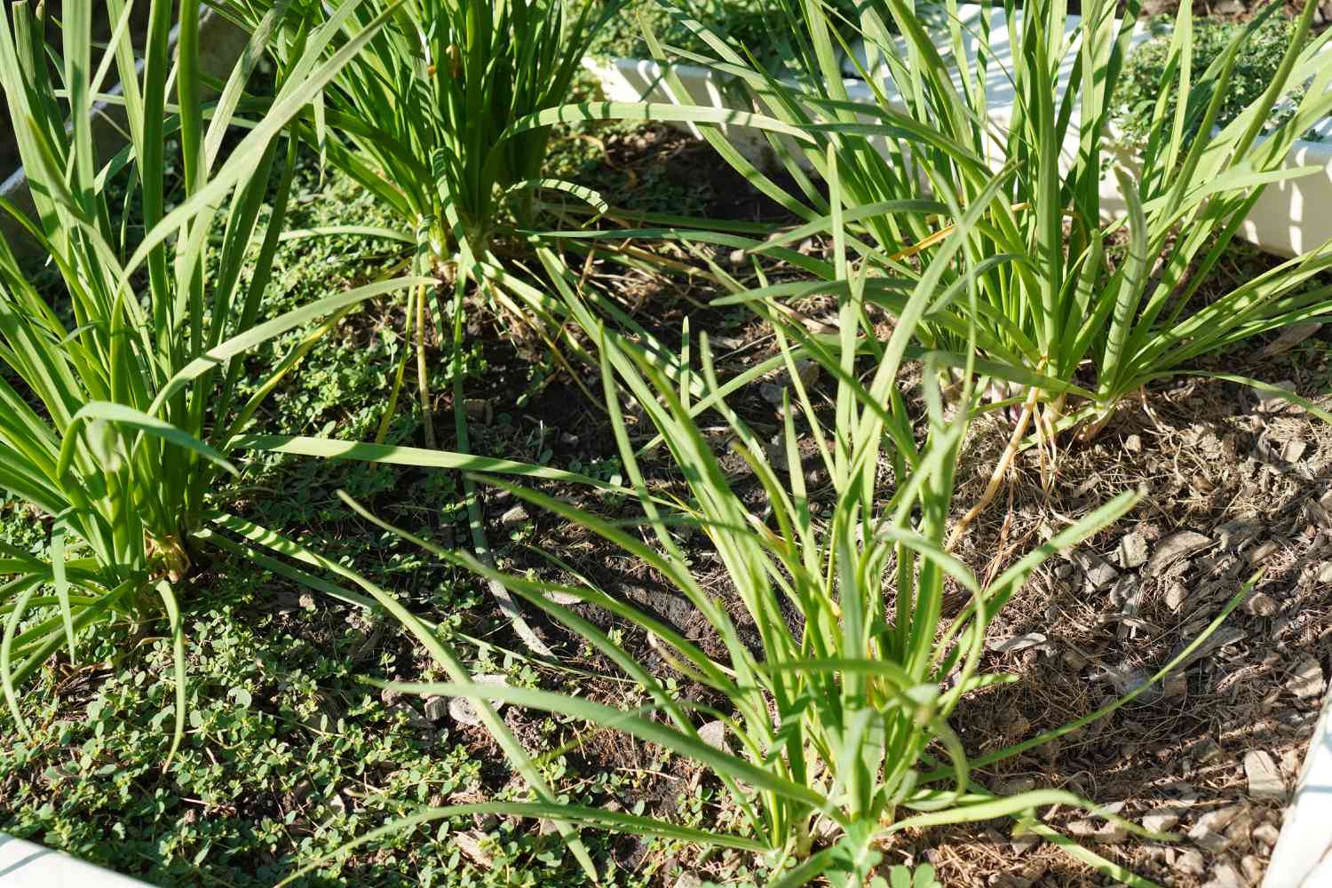 garlic chives in garden