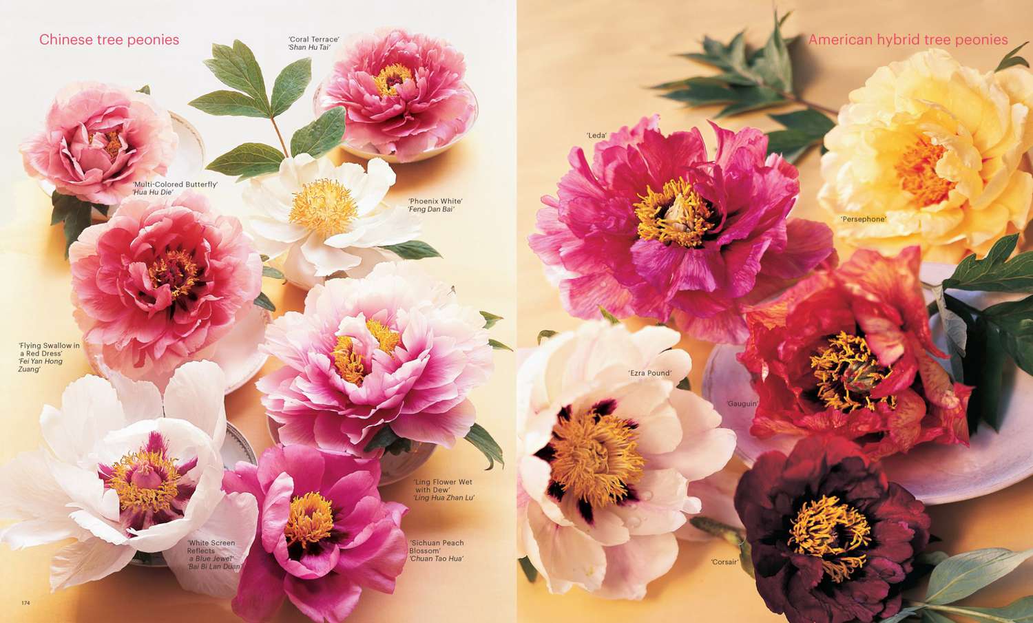 glossary of tree peonies