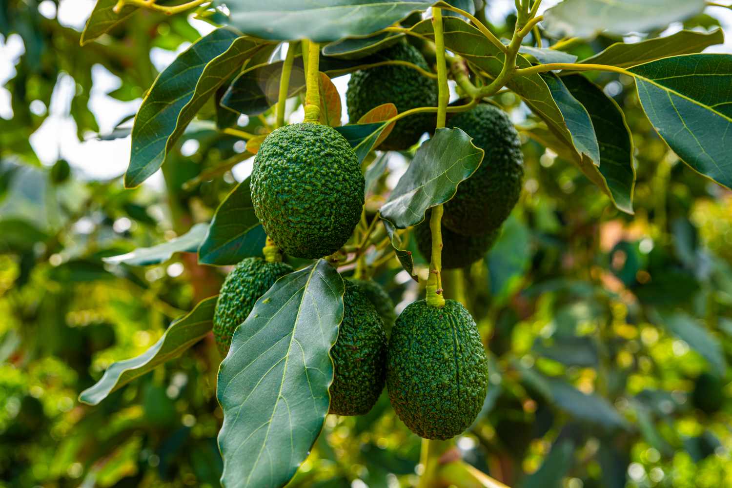 hass avocado tree