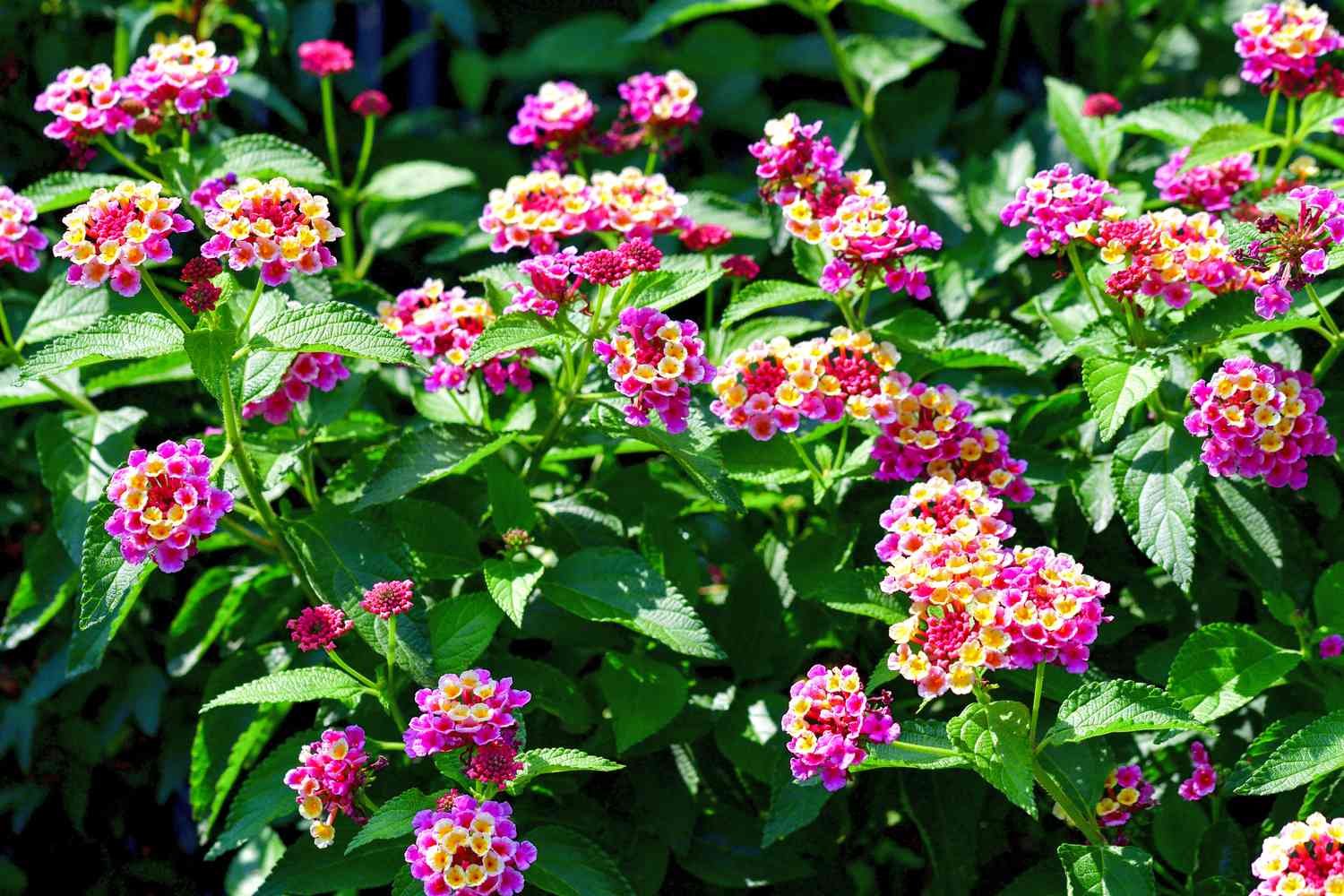 lantana shrub