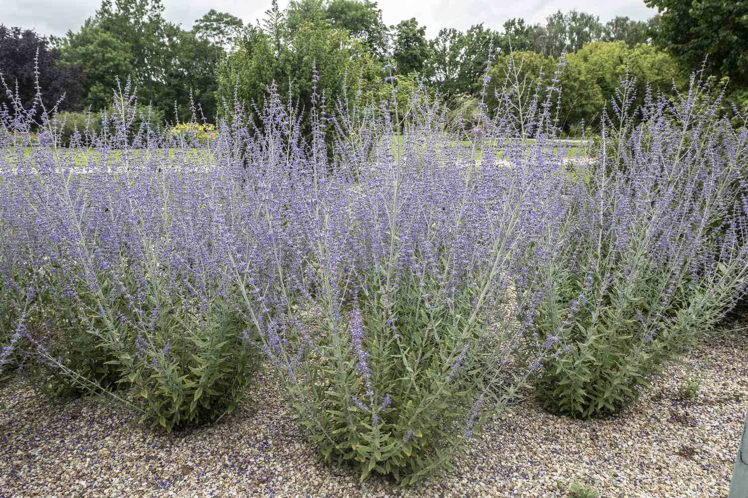 Lavender bushes in a garden setting