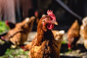 A closeup of a chicken in a farm setting with other chickens blurred in the background
