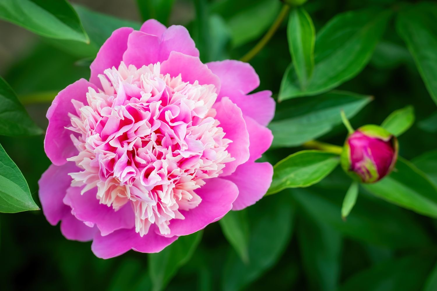pink peony flower