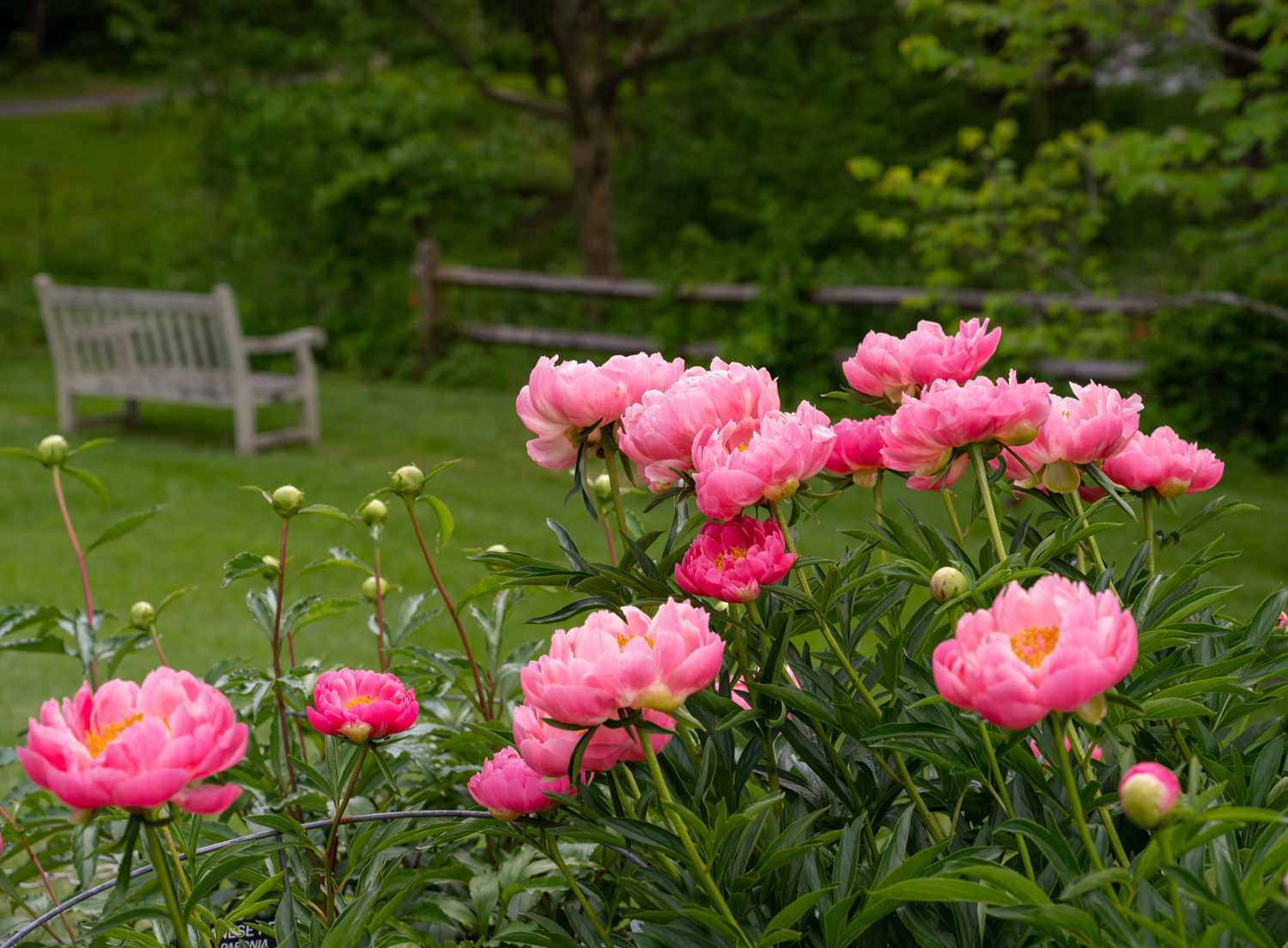 Peonies in a garden