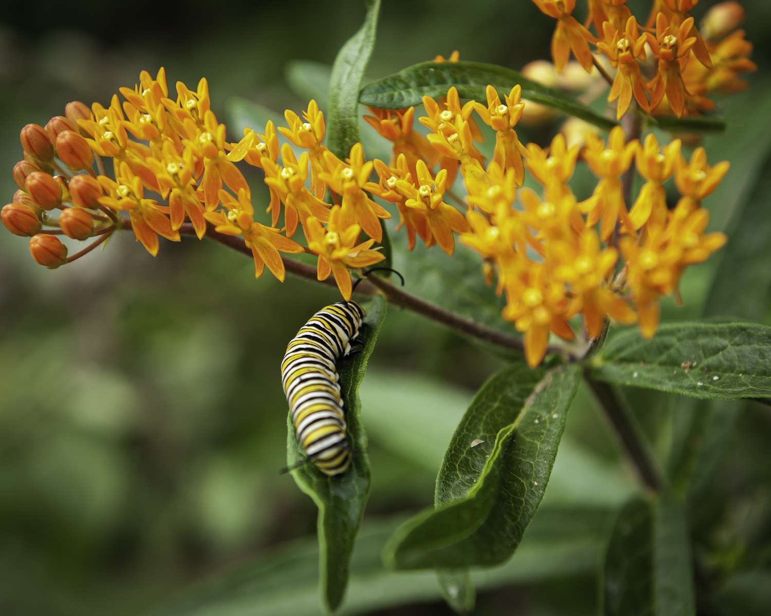 A caterpillar on a plant with small flowers