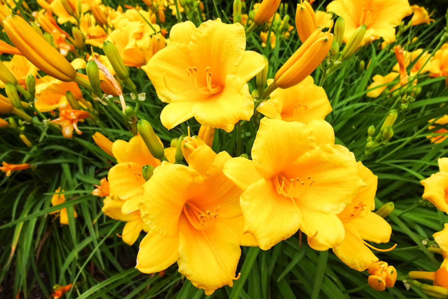 Daylily "Stella d'Oro" flowers