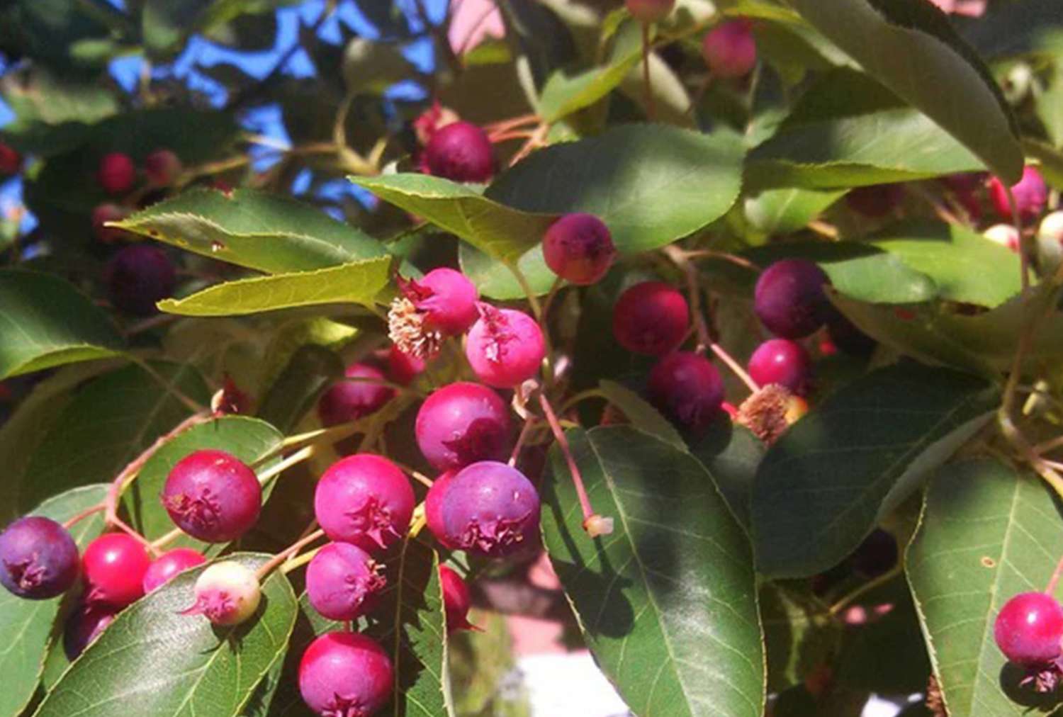 Serviceberry plant with ripe and unripe berries on a branch