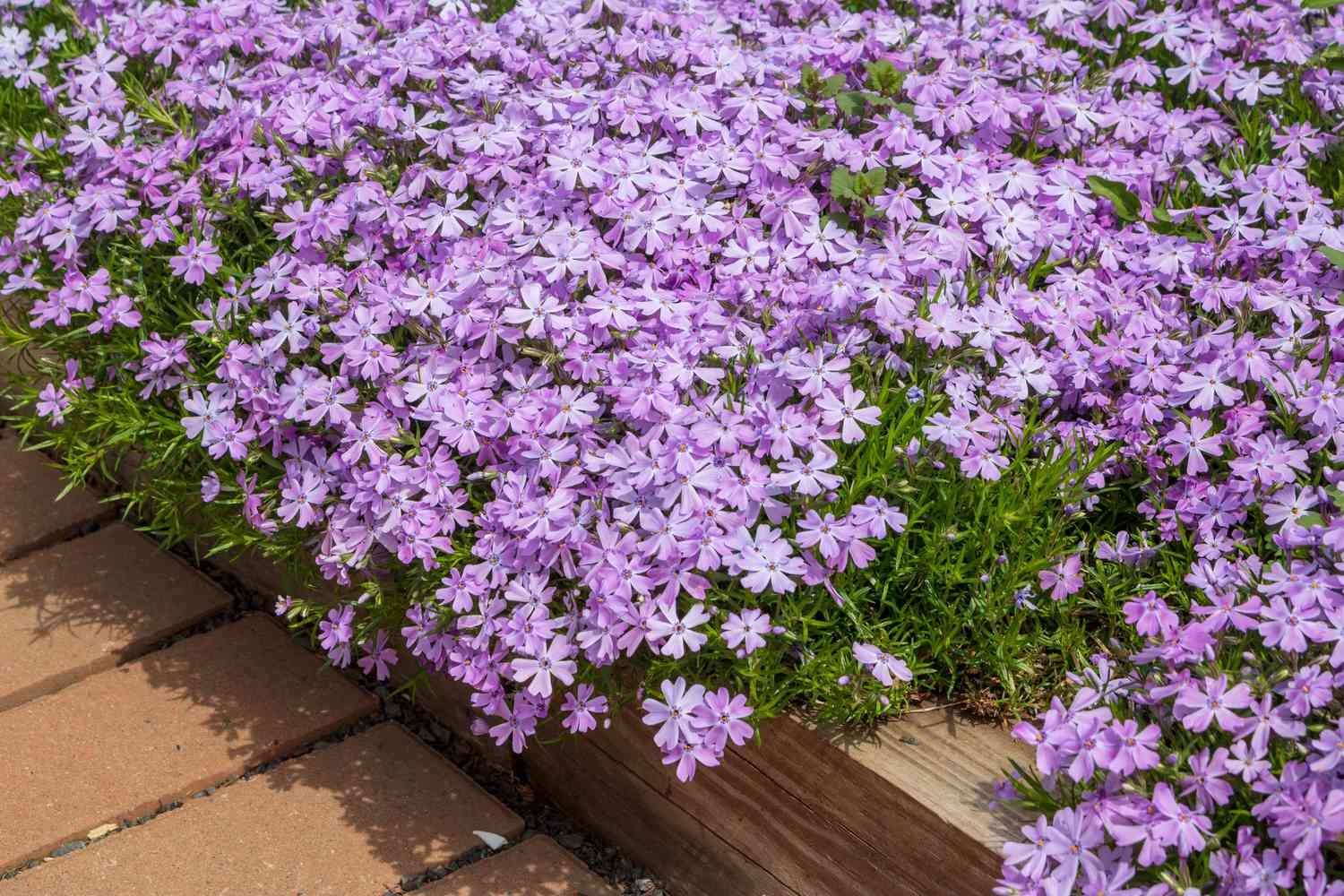 Purple creeping phlox in bloom growing over a wood border