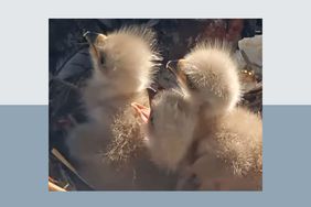 Baby Eaglets