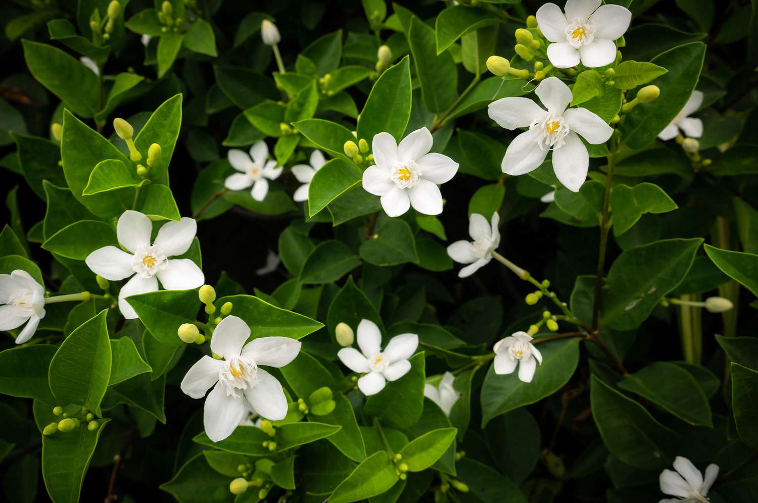 white gardenia
