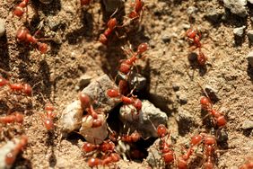 Several ants near an anthill entrance on a dirt surface