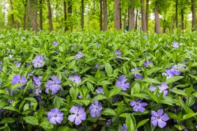 A lush green forest floor with numerous purple flowers and trees in the background