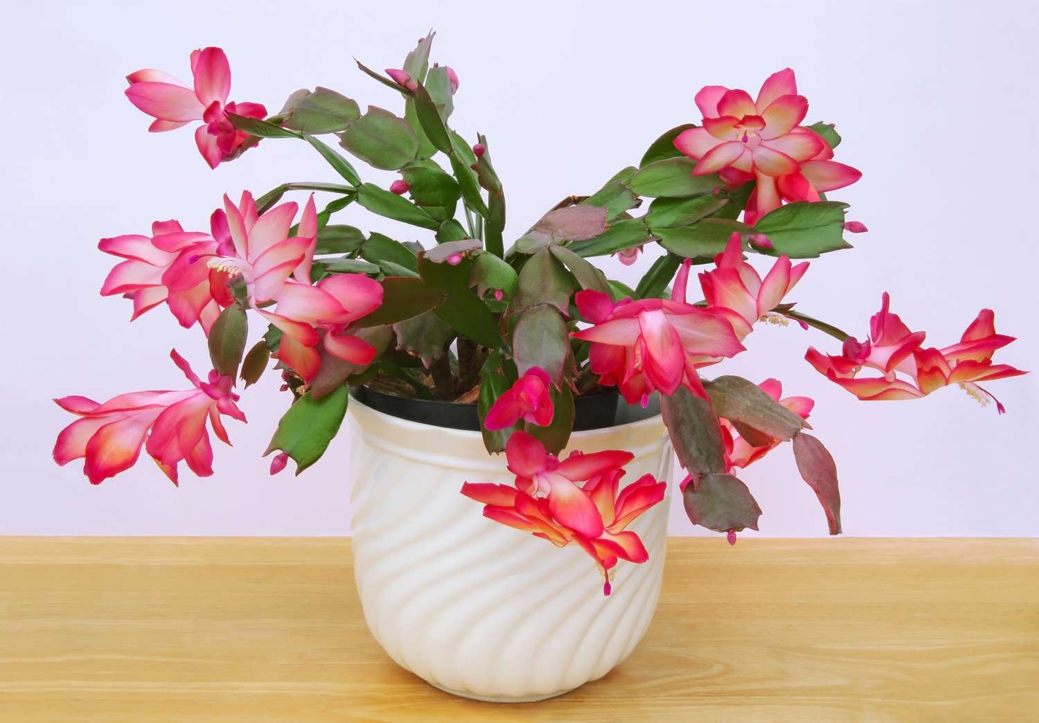 A potted flowering plant with vibrant blossoms placed on a wooden surface against a light background