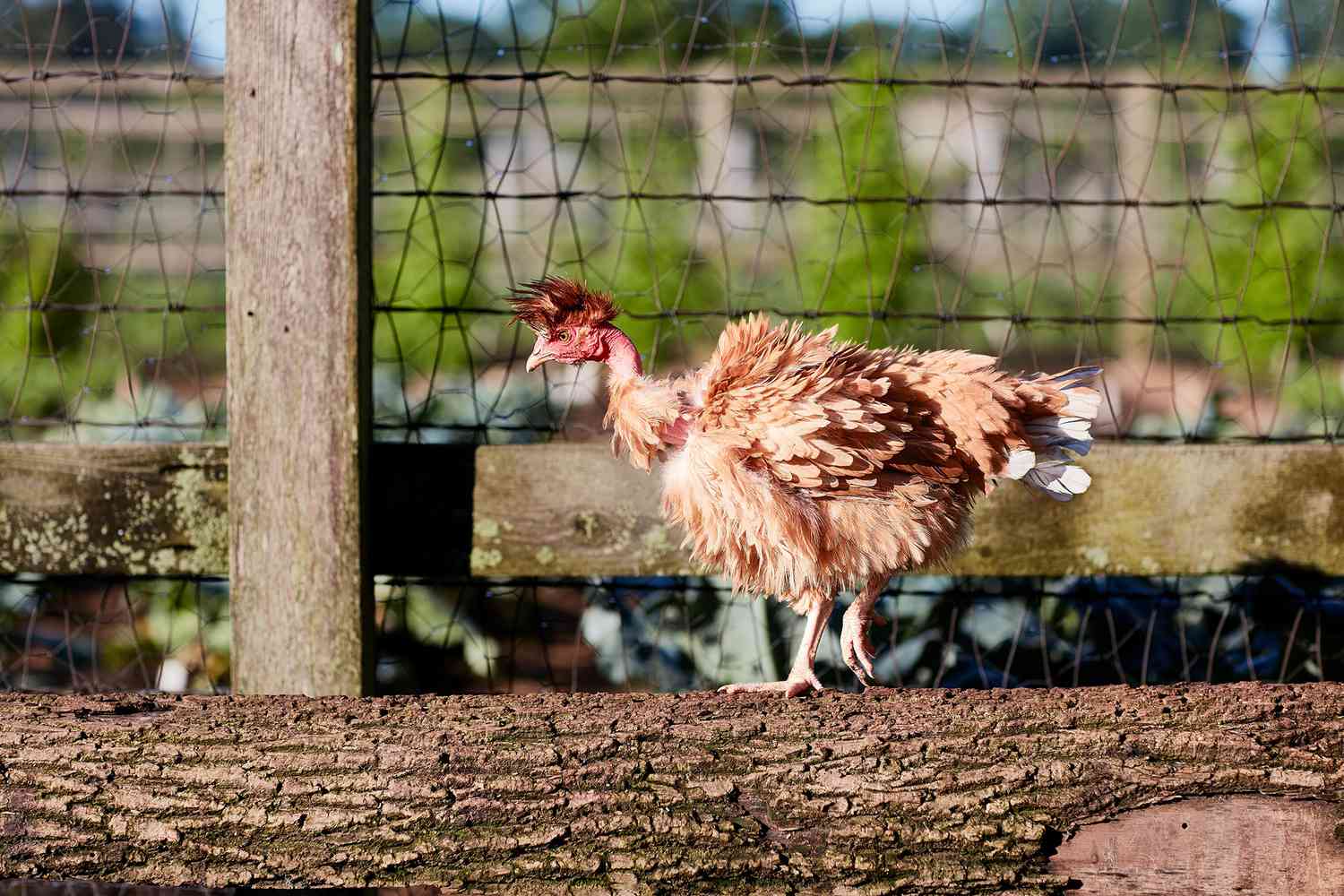 red chicken running on log by fence