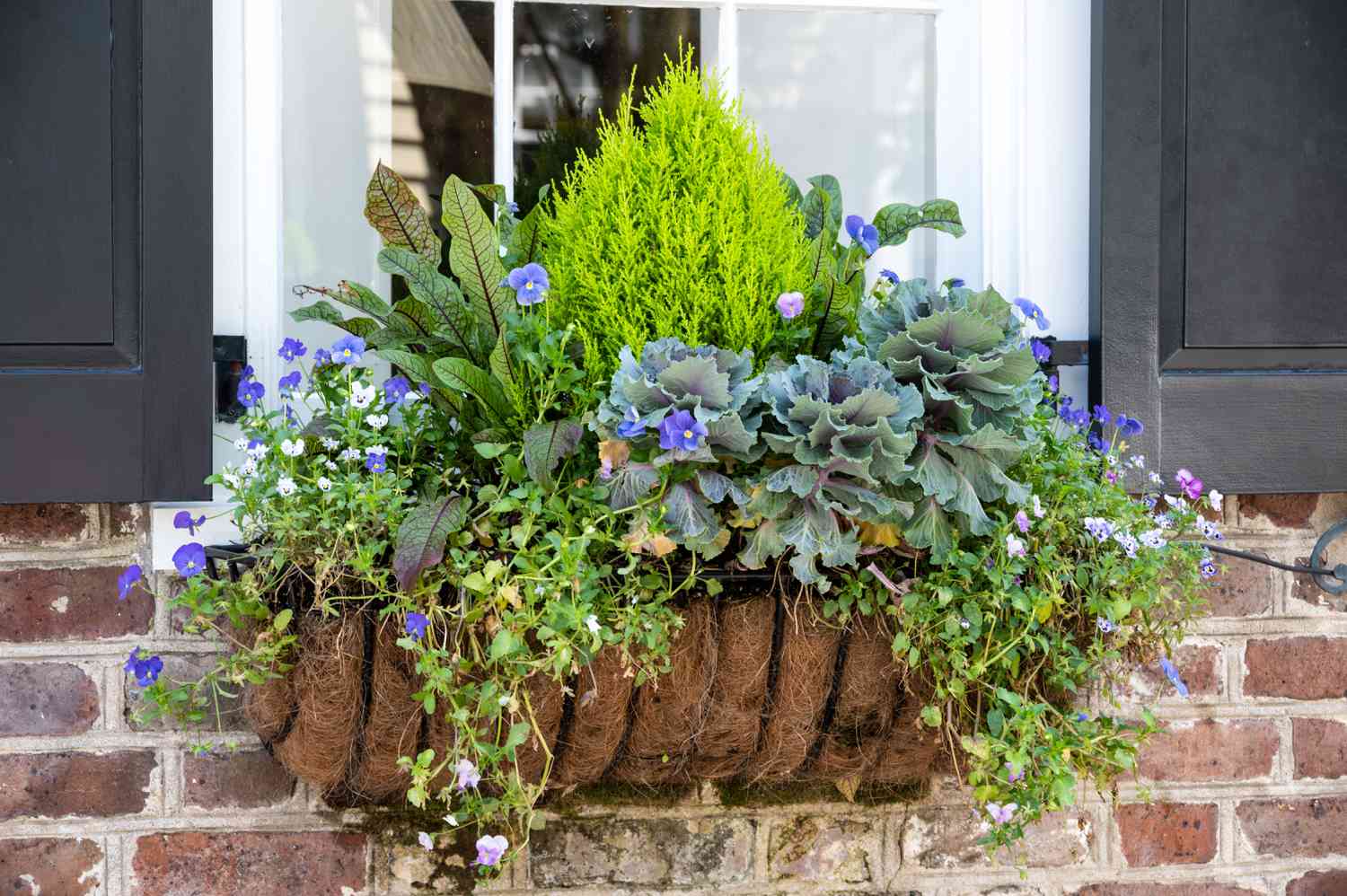 Close-up of flowering window box in historic Charleston, South Carolina