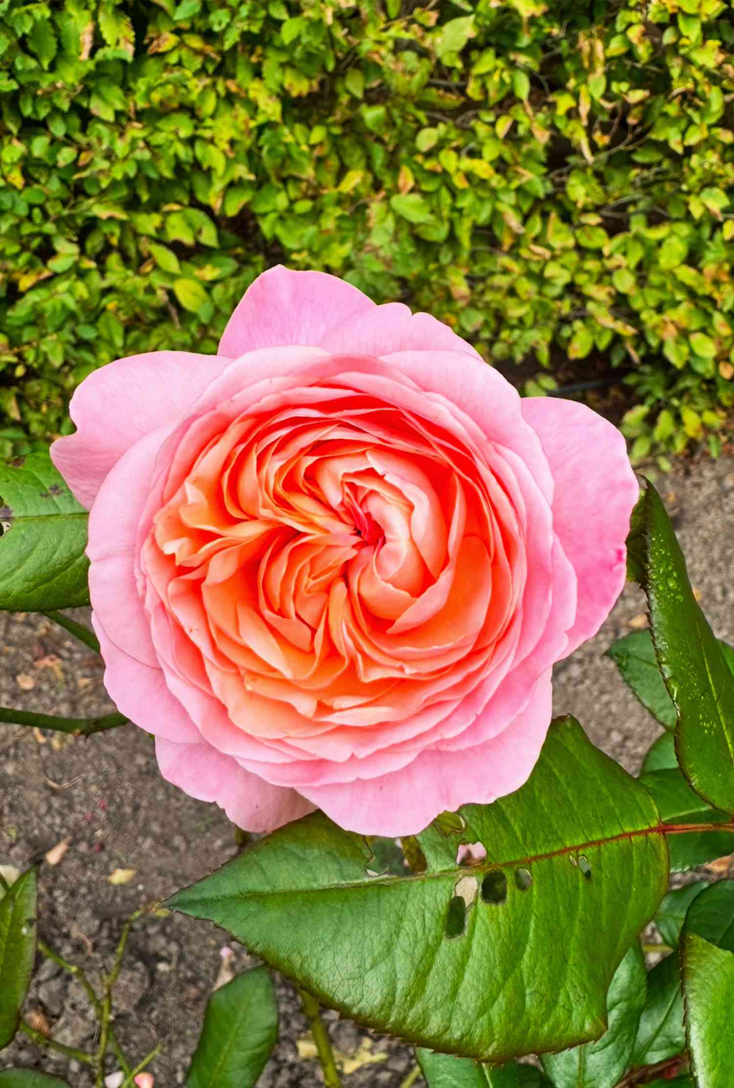 Pink and orange garden rose
