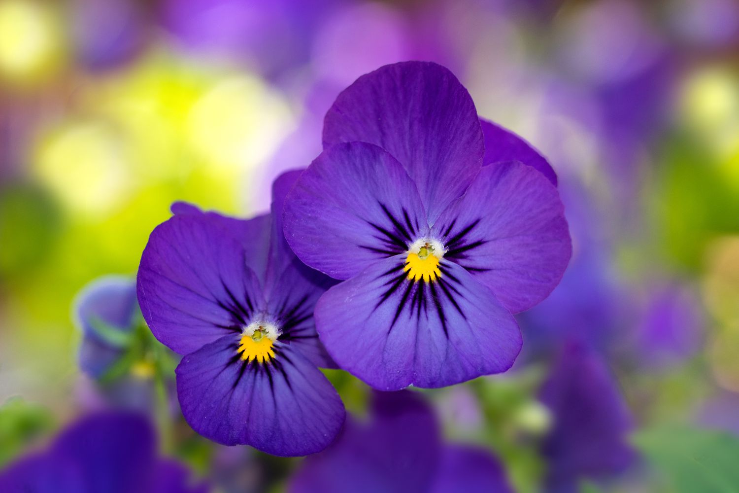 purple viola flowers