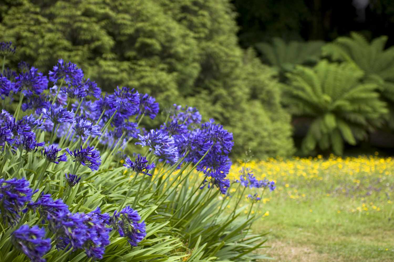 Agapanthus plans in full bloom during the summer on background of trees and yellow wild flowers.