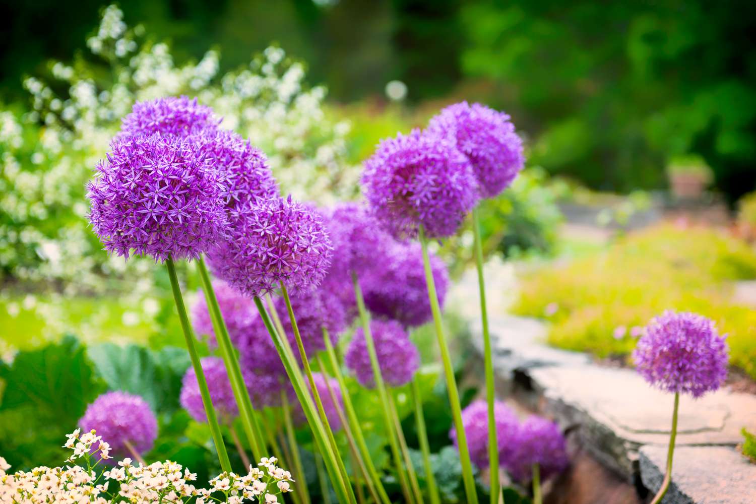 Alliums in garden