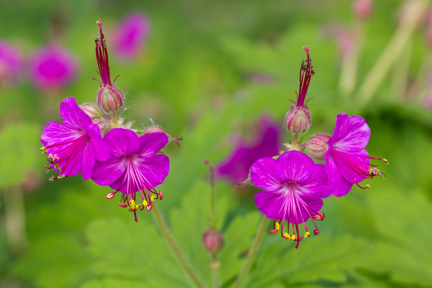 bigroot geranium flowers