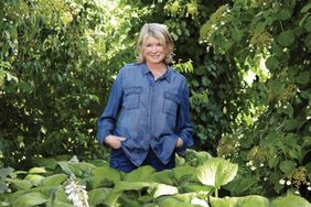 decorvow in garden